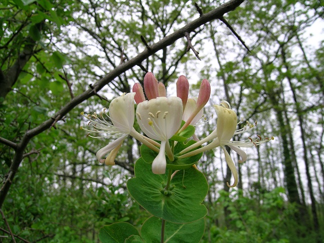 Lonicera caprifolium